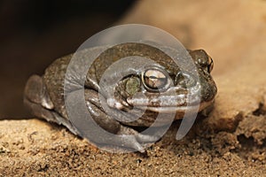 Colorado river toad (Incilius alvarius).