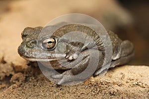 Colorado river toad (Incilius alvarius).