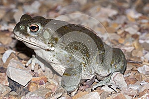 The Colorado River toad Incilius alvarius, the Sonoran Desert toad, is a psychoactive toad found in northern Mexico