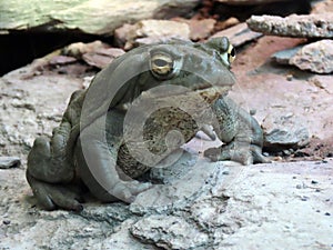 Colorado River toad Incilius alvarius, Sonoran Desert toad, Die ColoradokrÃÂ¶te Coloradokroete oder Sonora-NetzkrÃÂ¶te - ZÃÂ¼rich