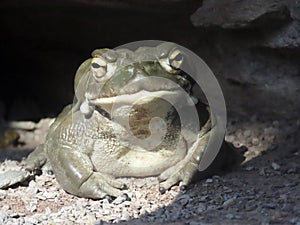 Colorado River toad Incilius alvarius, Sonoran Desert toad, Die ColoradokrÃÂ¶te Coloradokroete oder Sonora-NetzkrÃÂ¶te - ZÃÂ¼rich