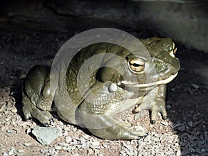 Colorado River toad Incilius alvarius, Sonoran Desert toad, Die ColoradokrÃÂ¶te Coloradokroete oder Sonora-NetzkrÃÂ¶te - ZÃÂ¼rich