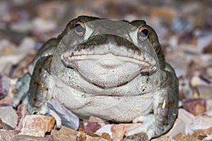 The Colorado River toad Incilius alvarius, the Sonoran Desert toad, is a psychoactive toad found in northern Mexico