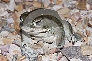 The Colorado River toad Incilius alvarius, the Sonoran Desert toad, is a psychoactive toad found in northern Mexico