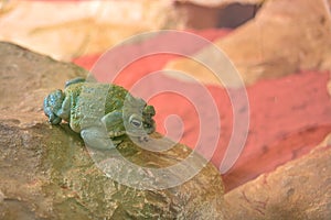 Colorado River toad or Sonoran Desert toad.