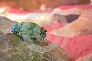 Colorado River toad or Sonoran Desert toad.