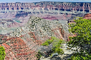 Ponderosa Pines and the Colorado River in the Grand Canyon of Arizona