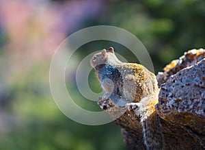 Rock Squirrel sitting on Rock