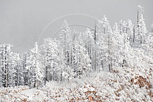 Colorado rockies frozen snow winter landscape