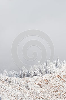 Colorado rockies frozen snow winter landscape