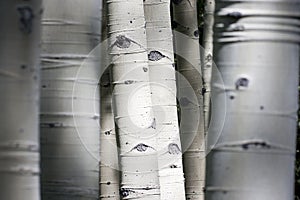 Colorado Rocky Mountain Aspen Trees Appear To Have