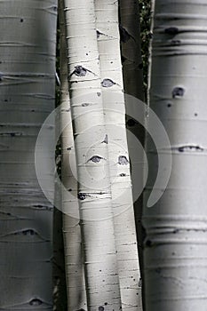 Colorado Rocky Mountain Aspen Trees Appear To Have Eyes