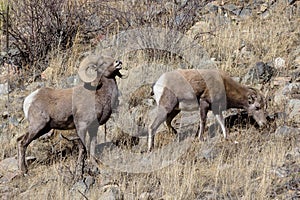 Colorado Rocky Mountain Bighorn Sheep