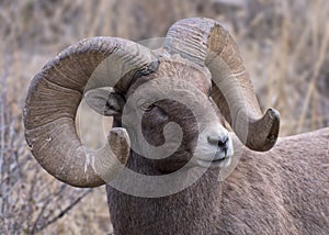 Colorado Rocky Mountain Bighorn Sheep. Mature bighorn ram