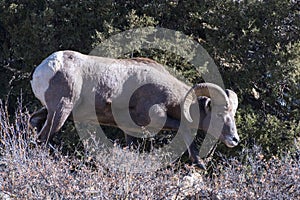 Colorado Rocky Mountain Bighorn Sheep. Rutting male bighorn ram
