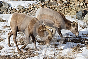 Colorado Rocky Mountain Bighorn Sheep