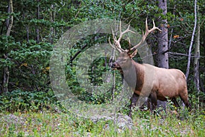 Colorado Rocky Mountain Bull Elk with antlers