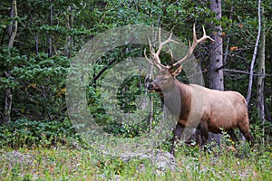 Colorado Rocky Mountain Bull Elk with antlers photo