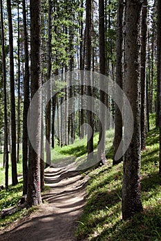 Colorado Rocky Mountain Hiking Trail in Pine Trees near Vail