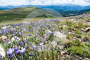 Colorado Rocky Mountain Landscape with Spring Wildflowers