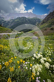 Colorado rocky mountains landscape with wildflower meadow
