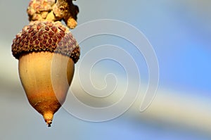 Colorado Scrub Oak Acorn