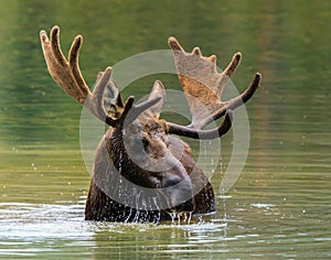 Colorado Shiras Moose