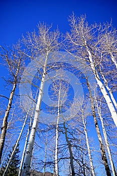 Colorado snow mountain