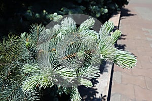 Colorado spruce fresh foliage in spring