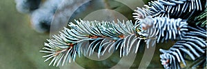 Colorado spruce \'Hoopsii\', Hoop\'s Blue Spruce, Hopsy spruce, Hoopsie blue spruce, Hopsy blue spruce