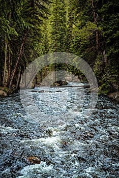 Colorado Stream in Evergreen Forest photo