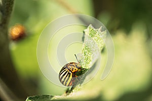 Colorado Striped Beetle - Leptinotarsa Decemlineata. This Beetle Is A Serious Pest Of Potatoes