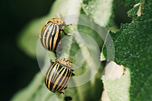 Colorado Striped Beetles - Leptinotarsa Decemlineata. This Beetle Is A Serious Pest Of Potatoes