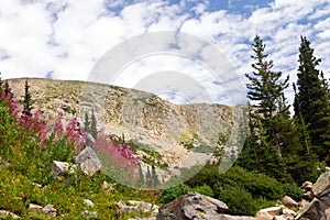 Colorado Summer Flowers Mountain Landscape