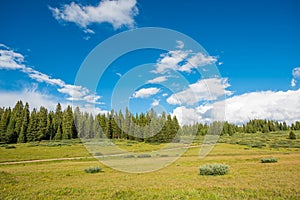 Colorado Summer Meadow