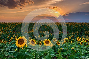 Colorado Sunflowers At Sunset