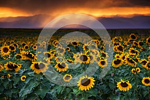 Colorado Sunflowers At Sunset