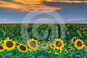 Colorado Sunflowers and Sunset