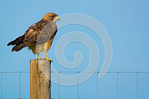 Colorado Swainson`s Hawk Perched