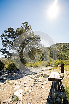 Colorado trees