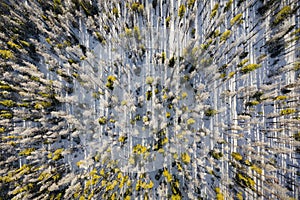 Colorado Trees Aerial View