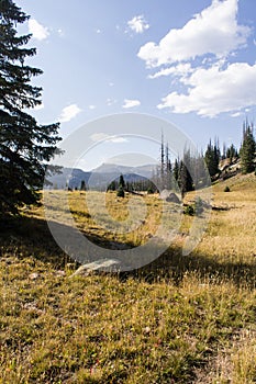 Colorado Weminuche Wilderness Meadow Scenery