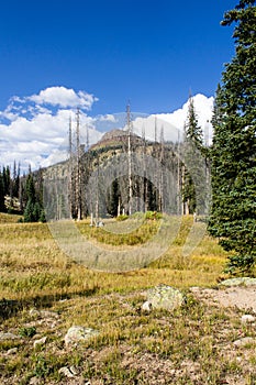 Colorado Weminuche Wilderness Meadow Scenery