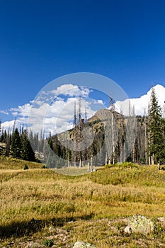 Colorado Weminuche Wilderness Meadow Scenery