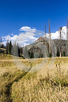 Colorado Weminuche Wilderness Meadow Scenery