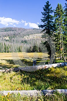 Colorado Weminuche Wilderness Meadow Scenery