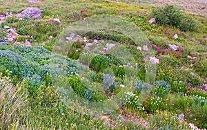 Colorado Wild Flowers