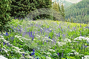 Colorado Wildflower Meadow