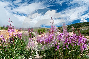 Colorado Wildflowers Blooming in Summer