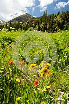 Colorado wildflowers and snow-capped mountains